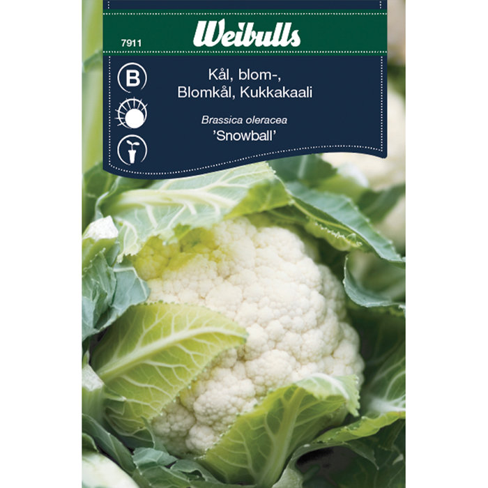 Blomkål 'Snowball'